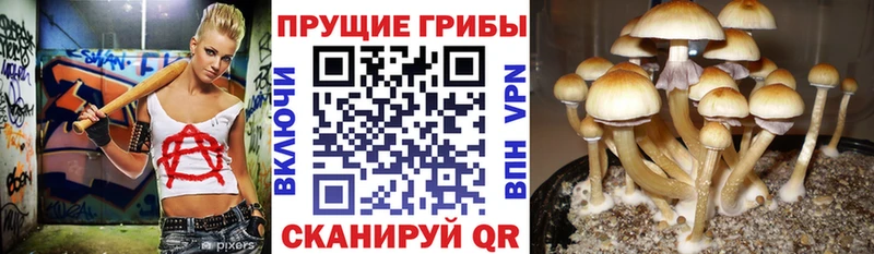 Псилоцибиновые грибы Magic Shrooms  Приморск 